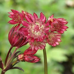 Astrantia major rubra